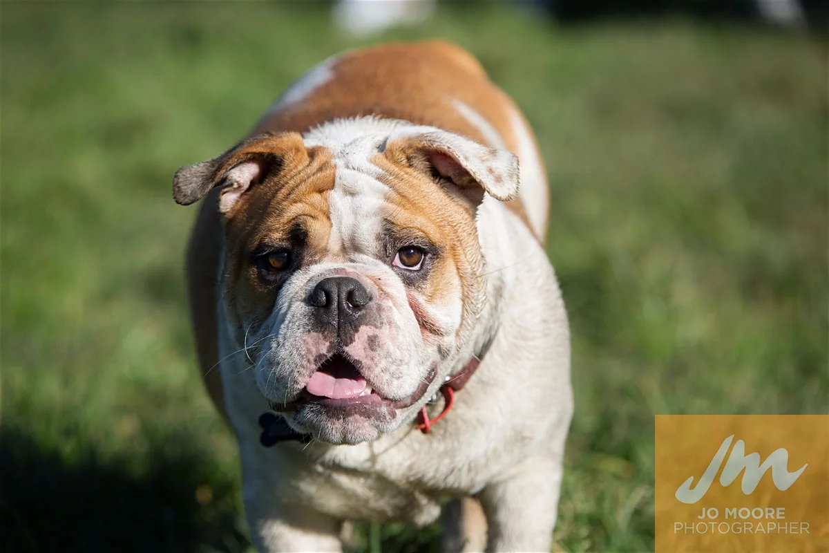 Bulldogs-53.jpg