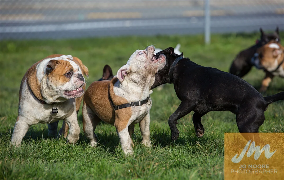 Bulldogs-51.jpg