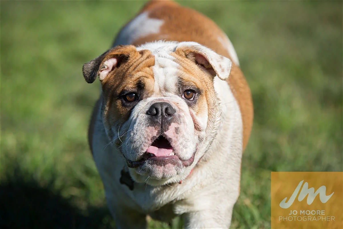 Bulldogs-54.jpg