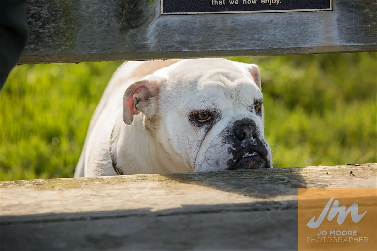 Bulldogs-59.jpg