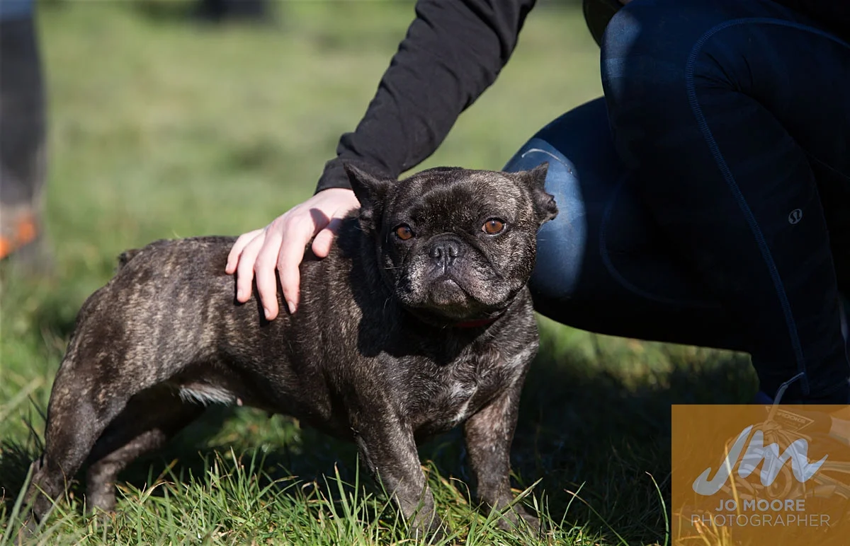 Bulldogs-65.jpg