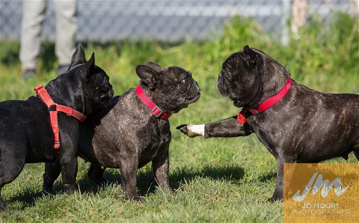 Bulldogs-70.jpg