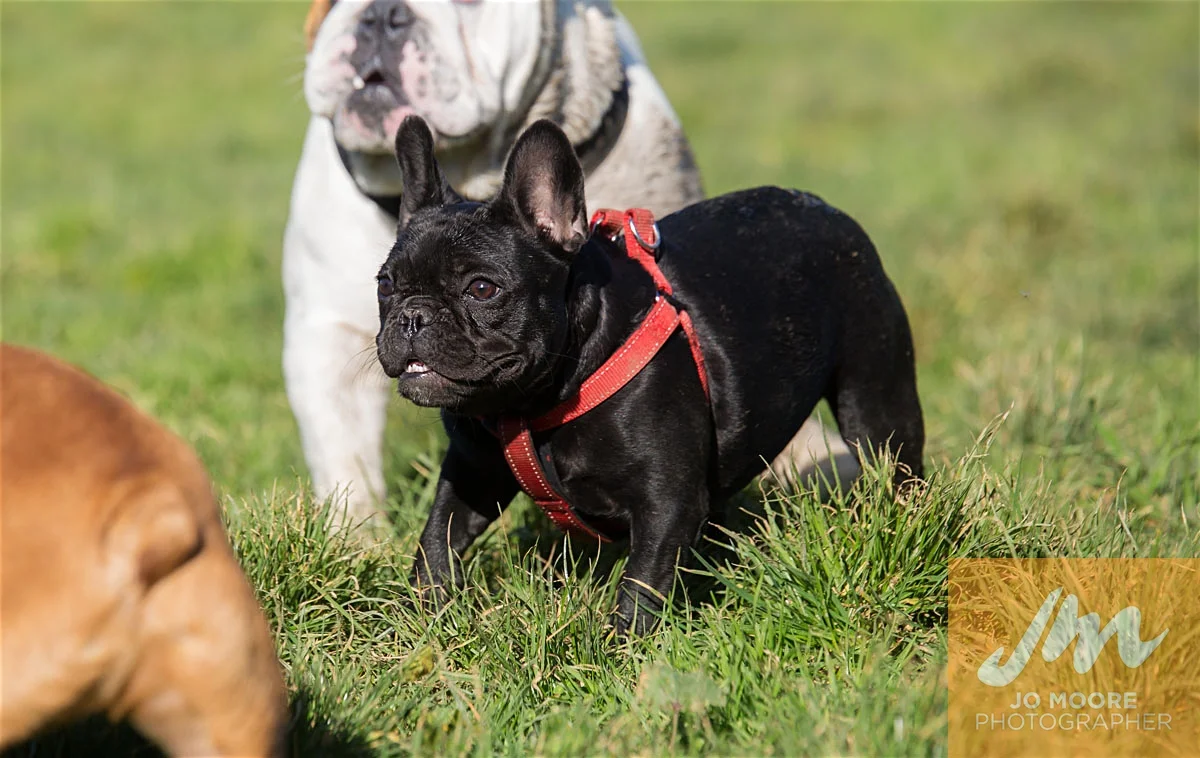 Bulldogs-73.jpg