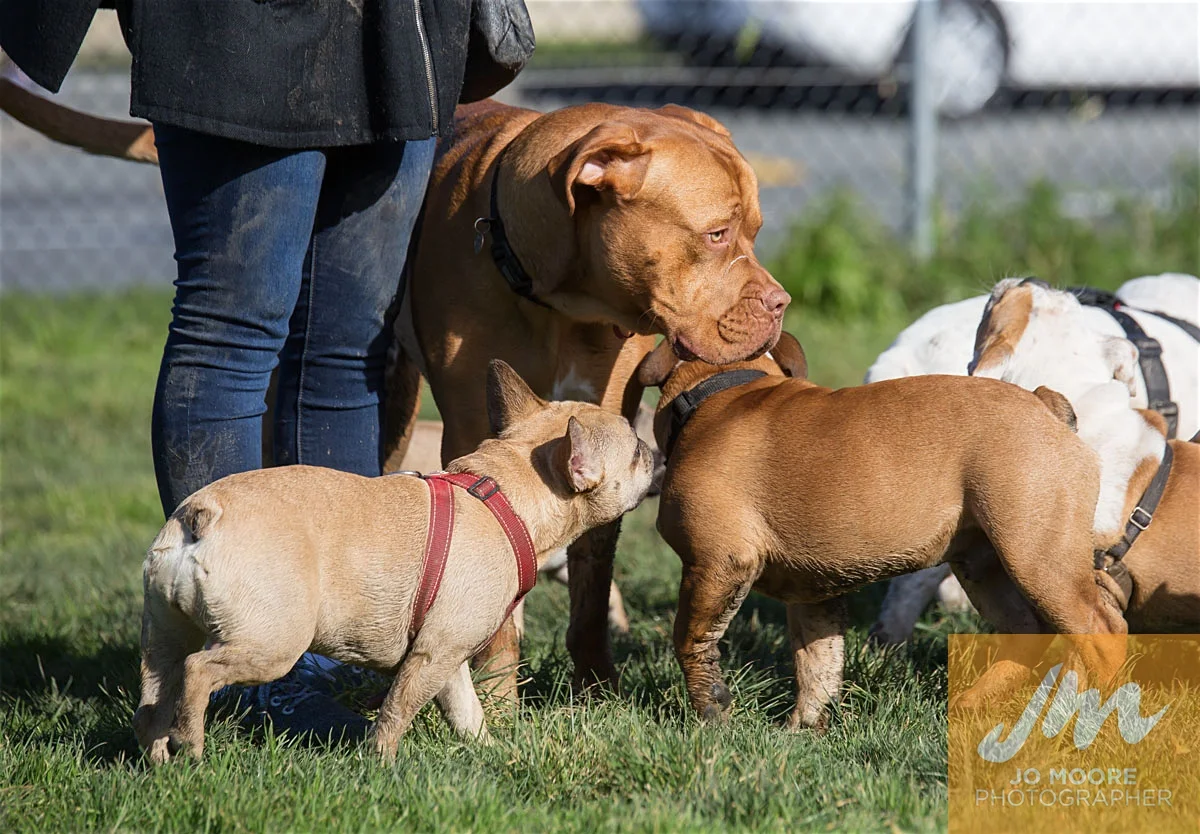 Bulldogs-76.jpg