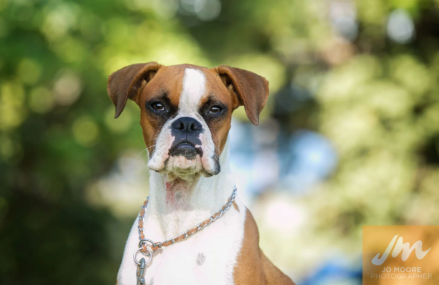 Maui Dogs-5.jpg