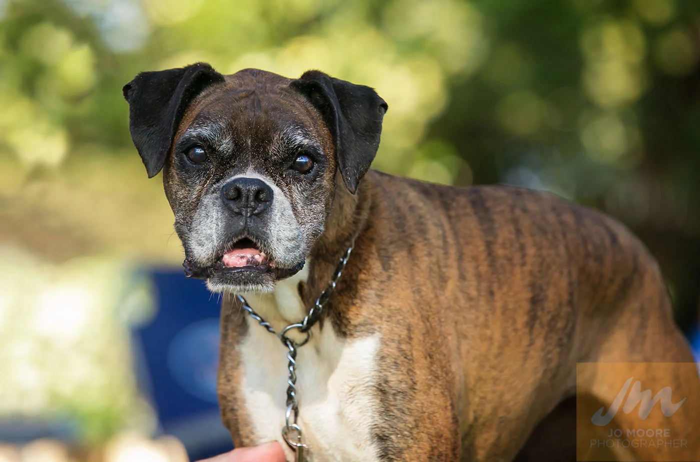 Maui Dogs-7.jpg