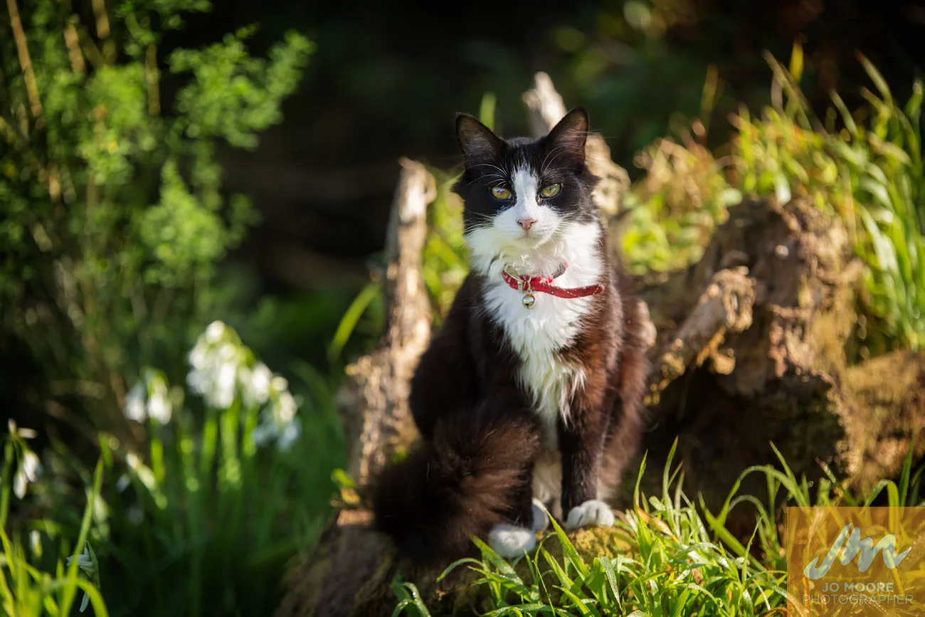 Cait Sith-12.jpg