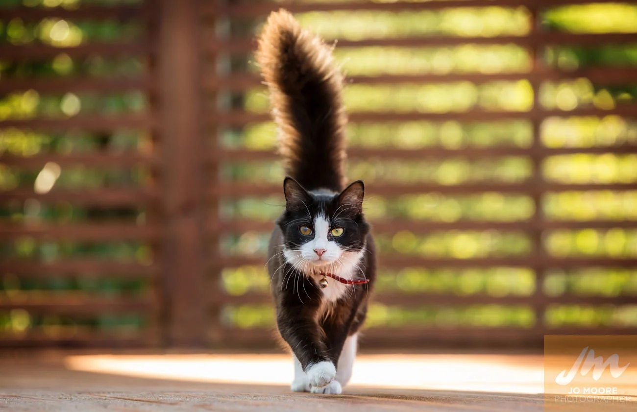 Cait Sith-61.jpg