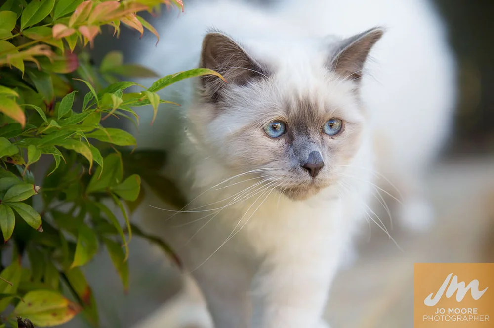 Aston & Mocha the Birman Kittens