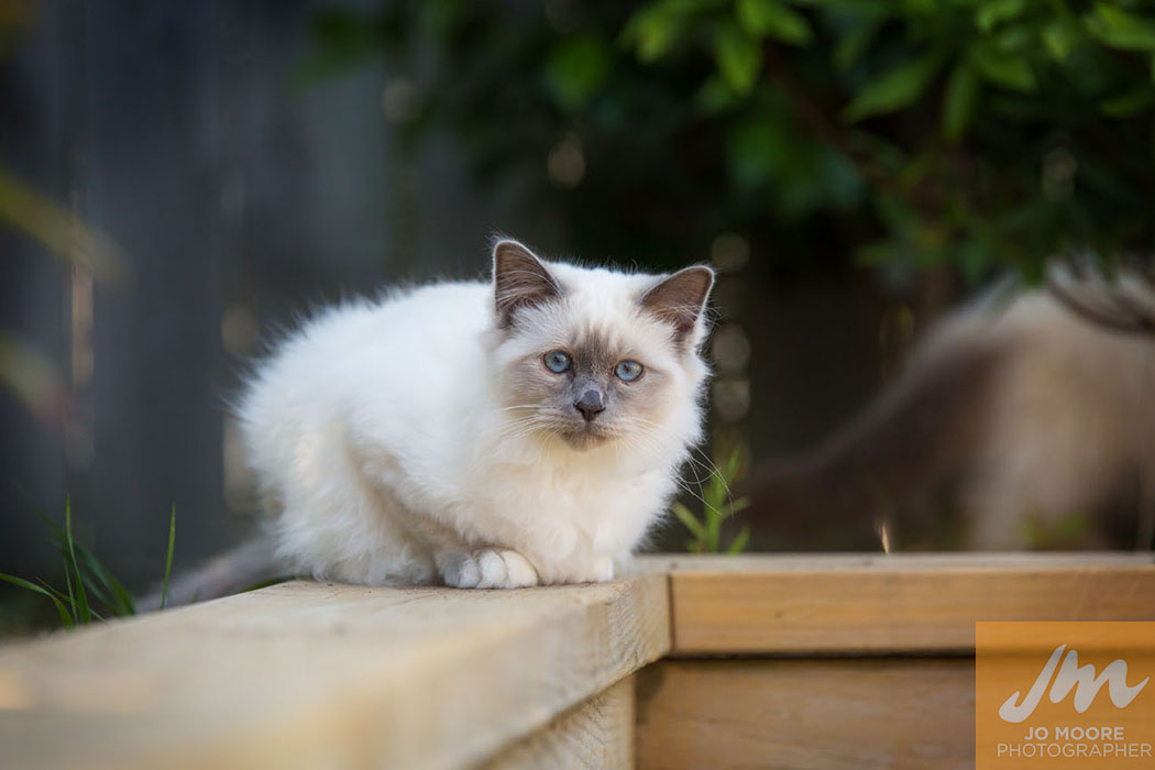 Birman Kittens-11.jpg