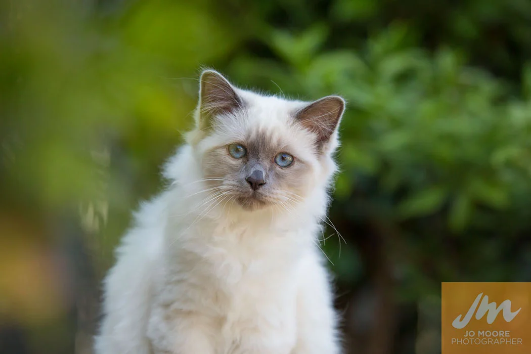 Birman Kittens-13.jpg