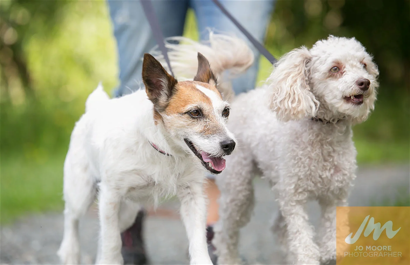 Paws in the Park-57.jpg