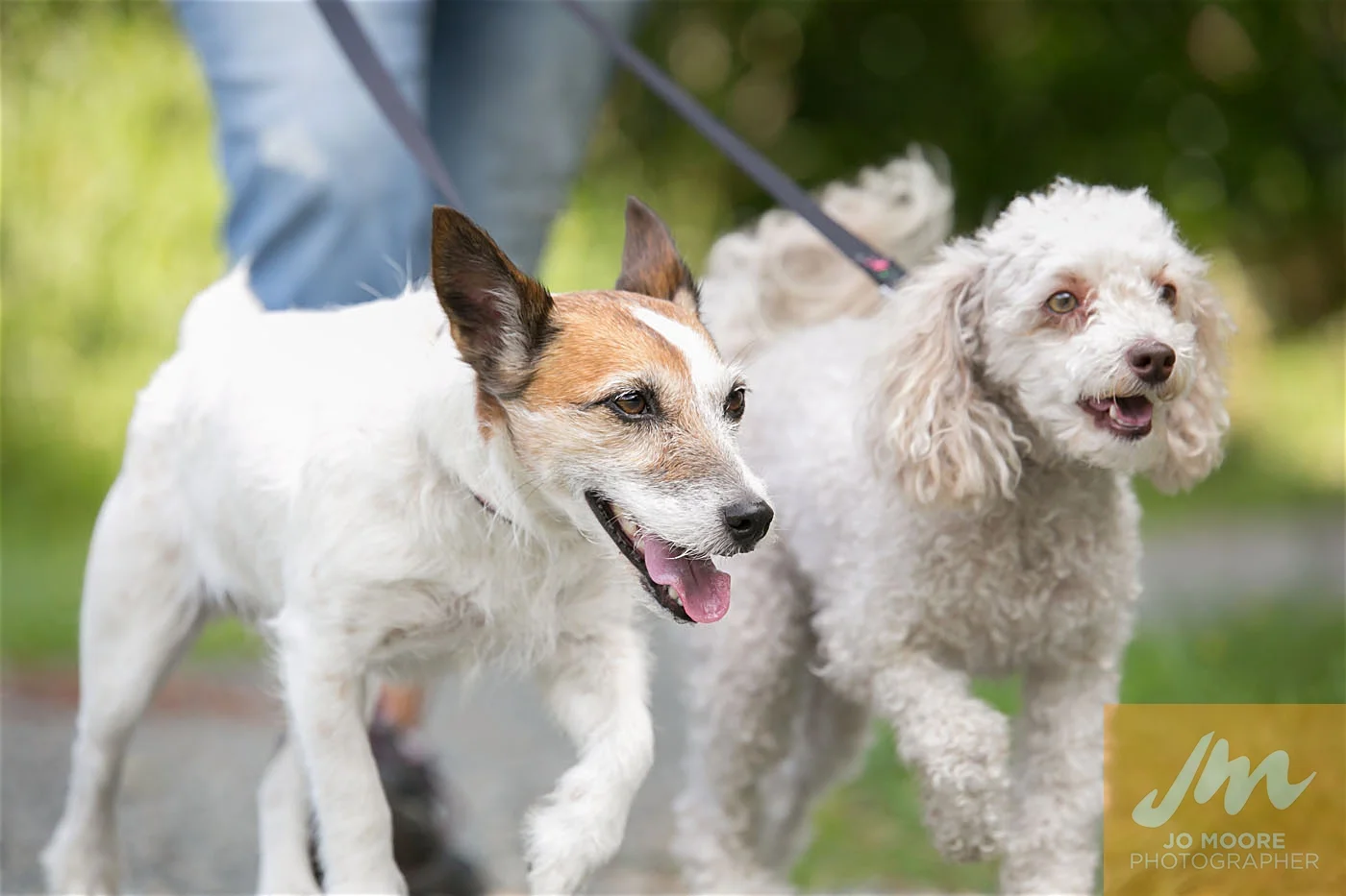 Paws in the Park-58.jpg