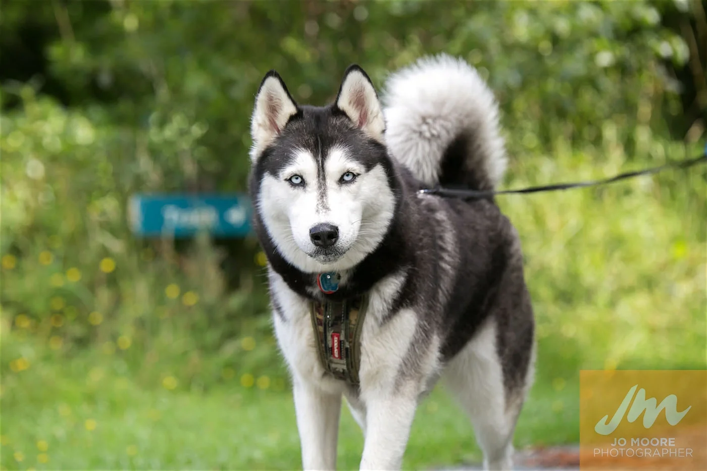 Paws in the Park-62.jpg