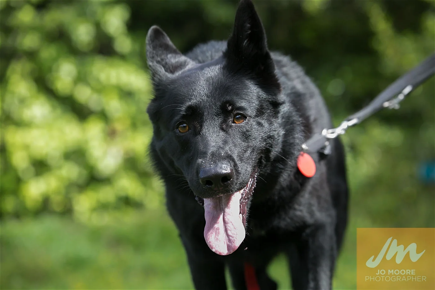 Paws in the Park-65.jpg