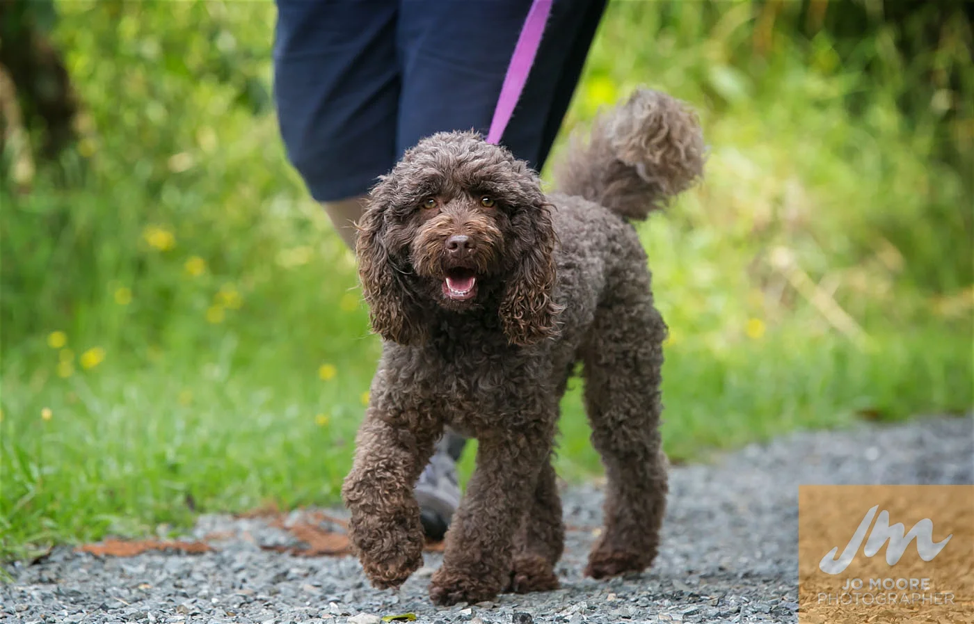 Paws in the Park-70.jpg