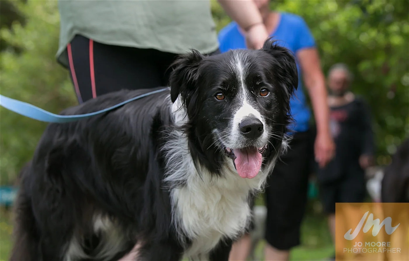 Paws in the Park-75.jpg