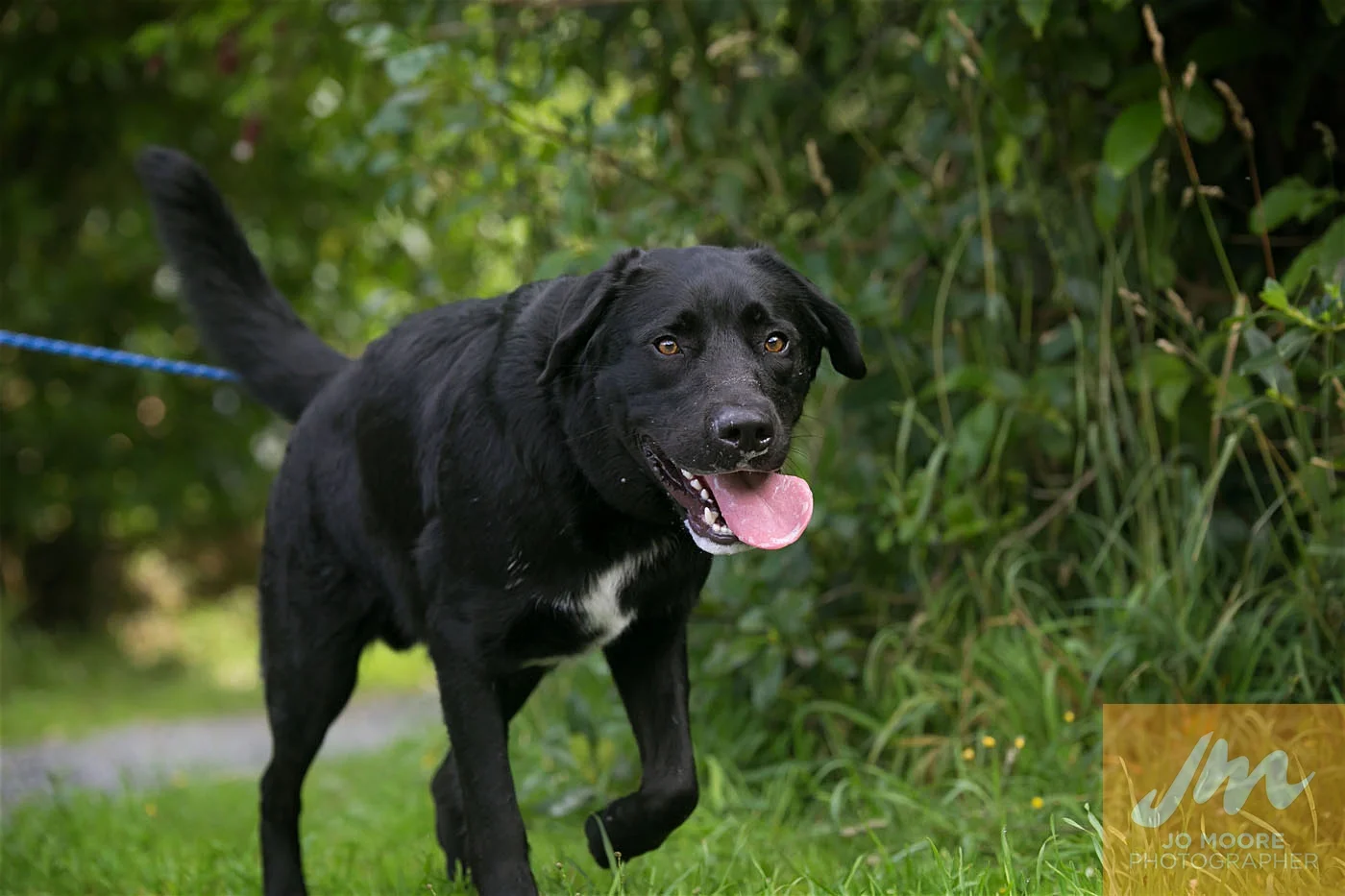 Paws in the Park-79.jpg