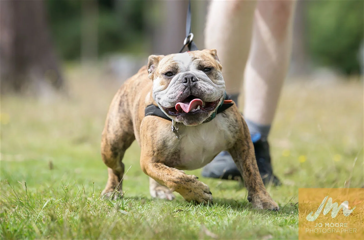 Paws in the Park-85.jpg