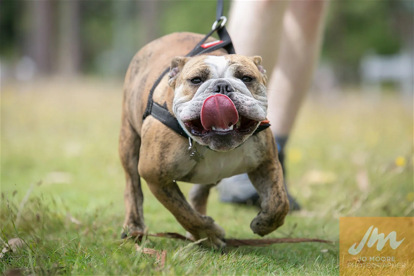 Paws in the Park-86.jpg