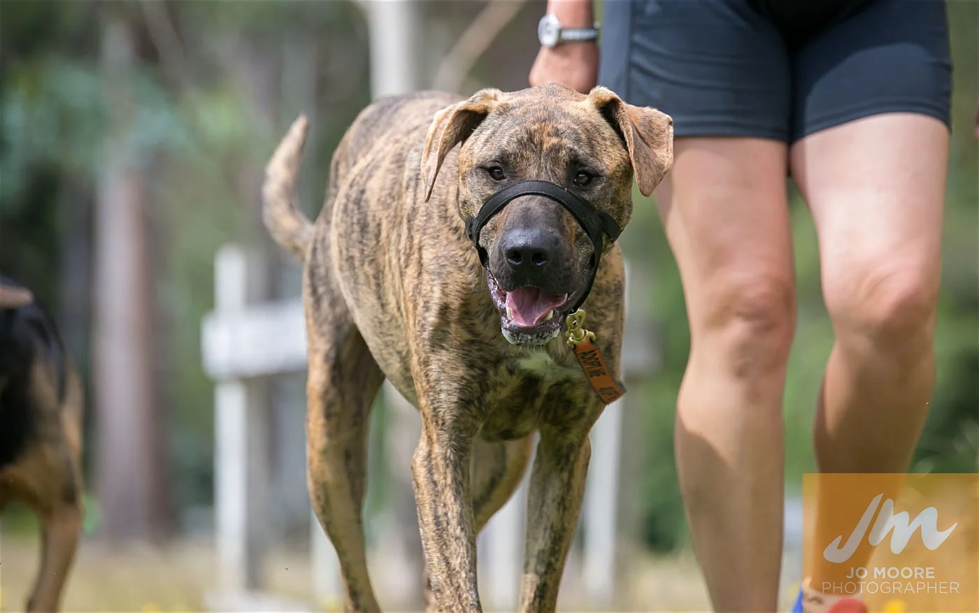 Paws in the Park-88.jpg