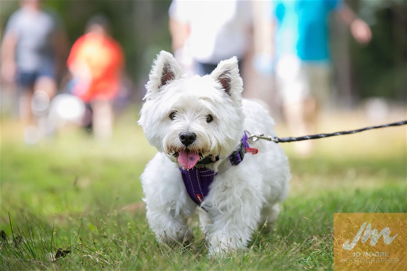 Paws in the Park-94.jpg