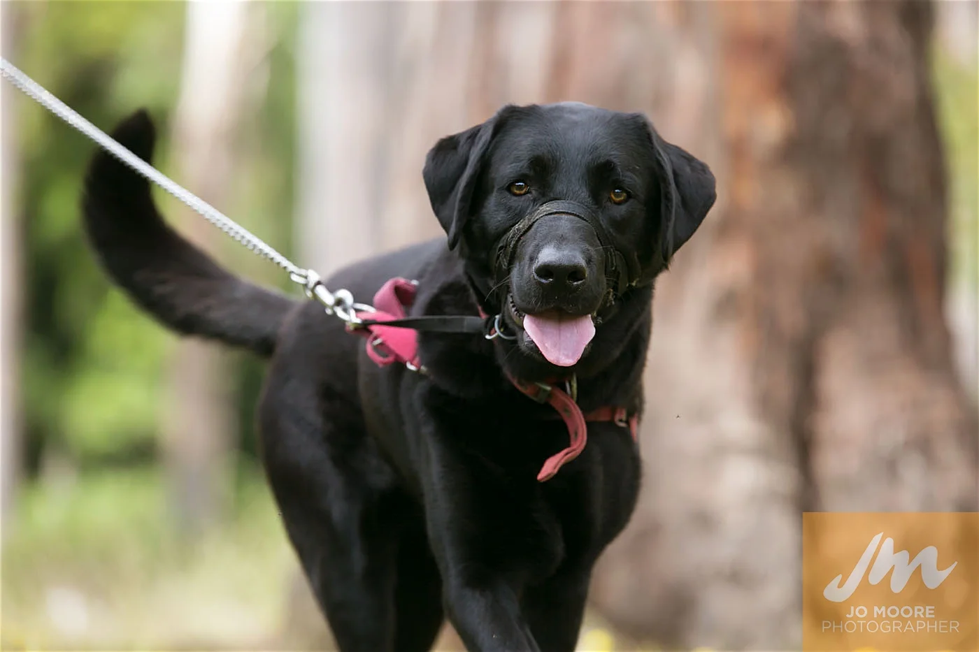 Paws in the Park-101.jpg
