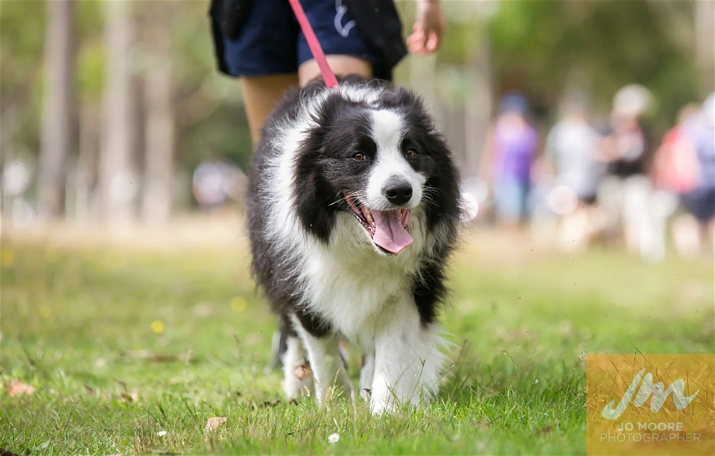 Paws in the Park-110.jpg