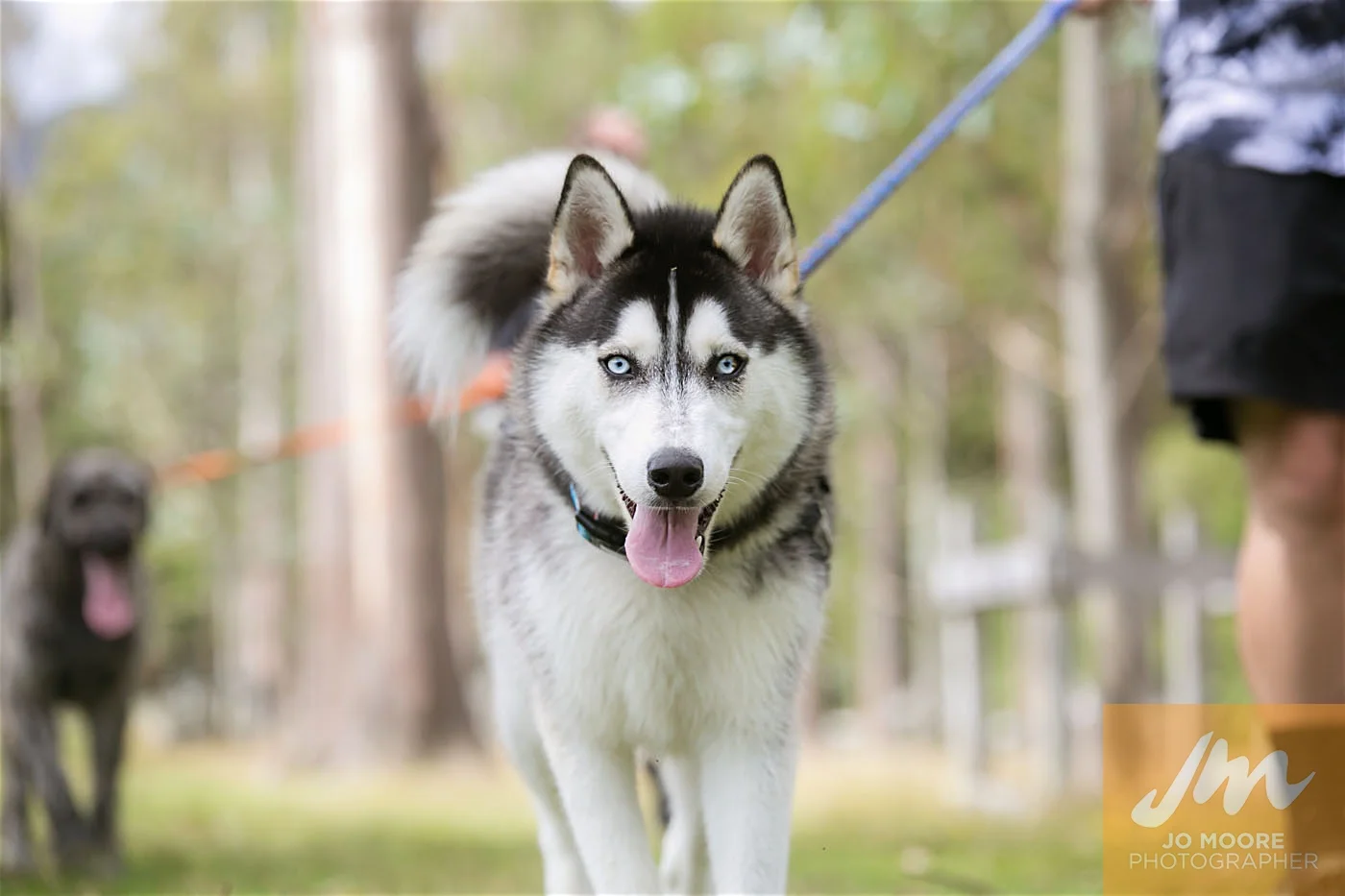 Paws in the Park-122.jpg