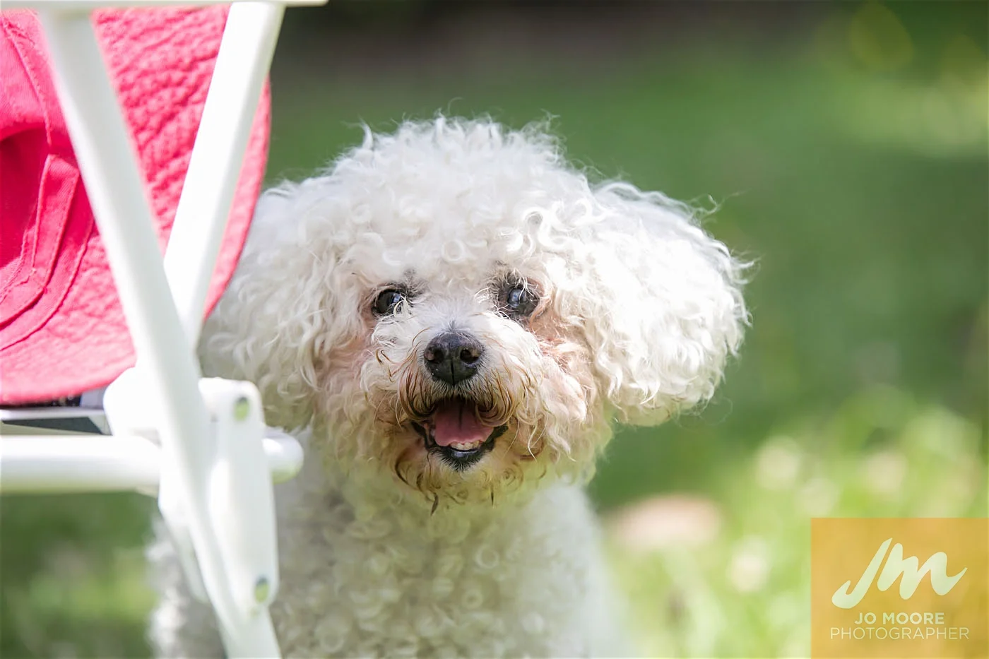 Paws in the Park-132.jpg