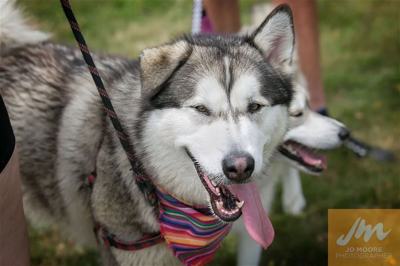 Paws in the Park-153.jpg
