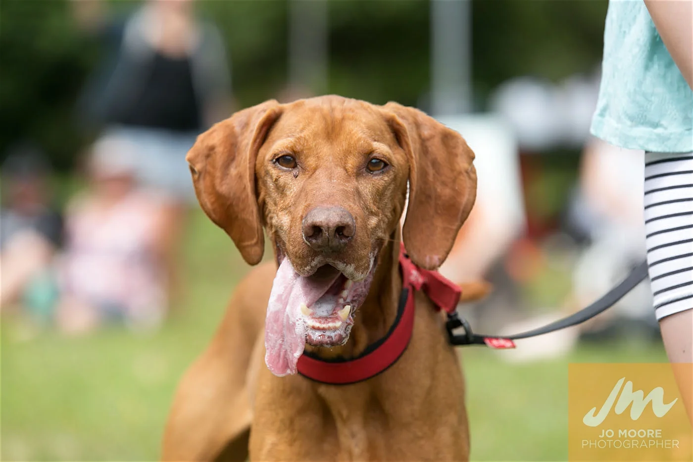 Paws in the Park-155.jpg