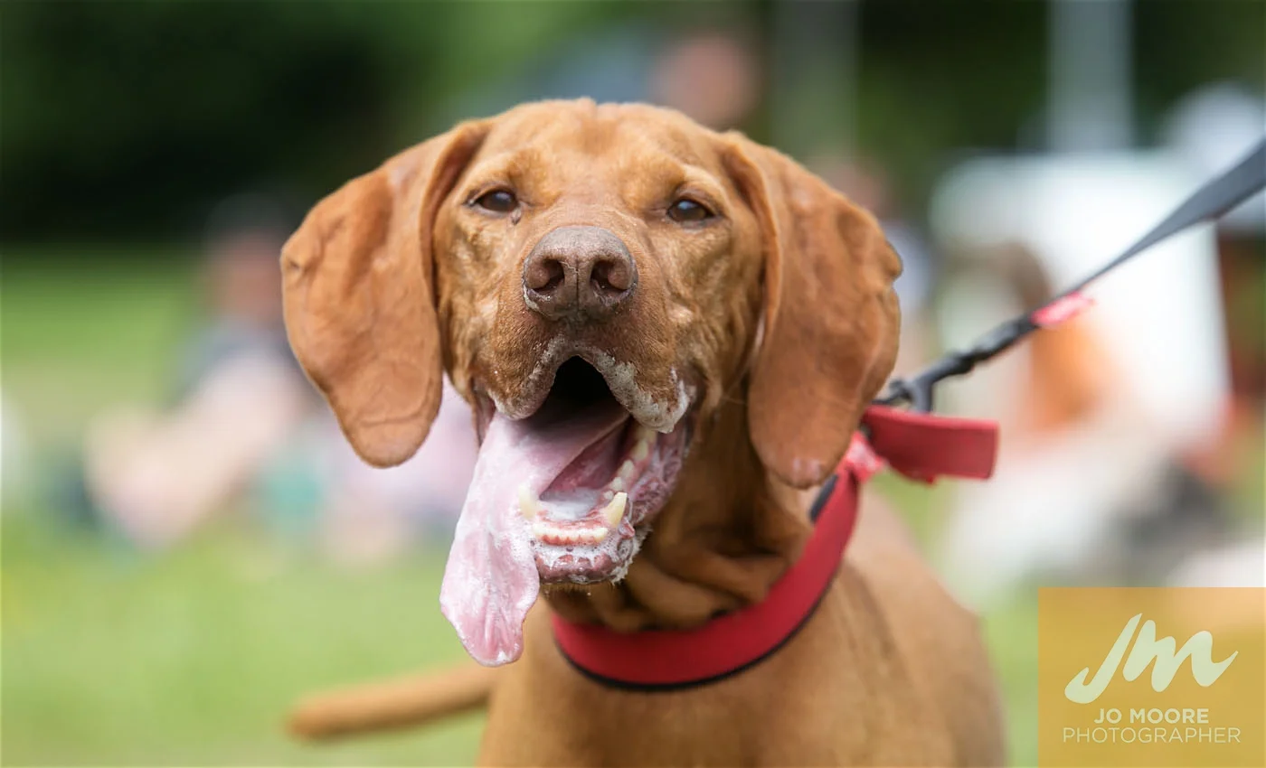 Paws in the Park-156.jpg