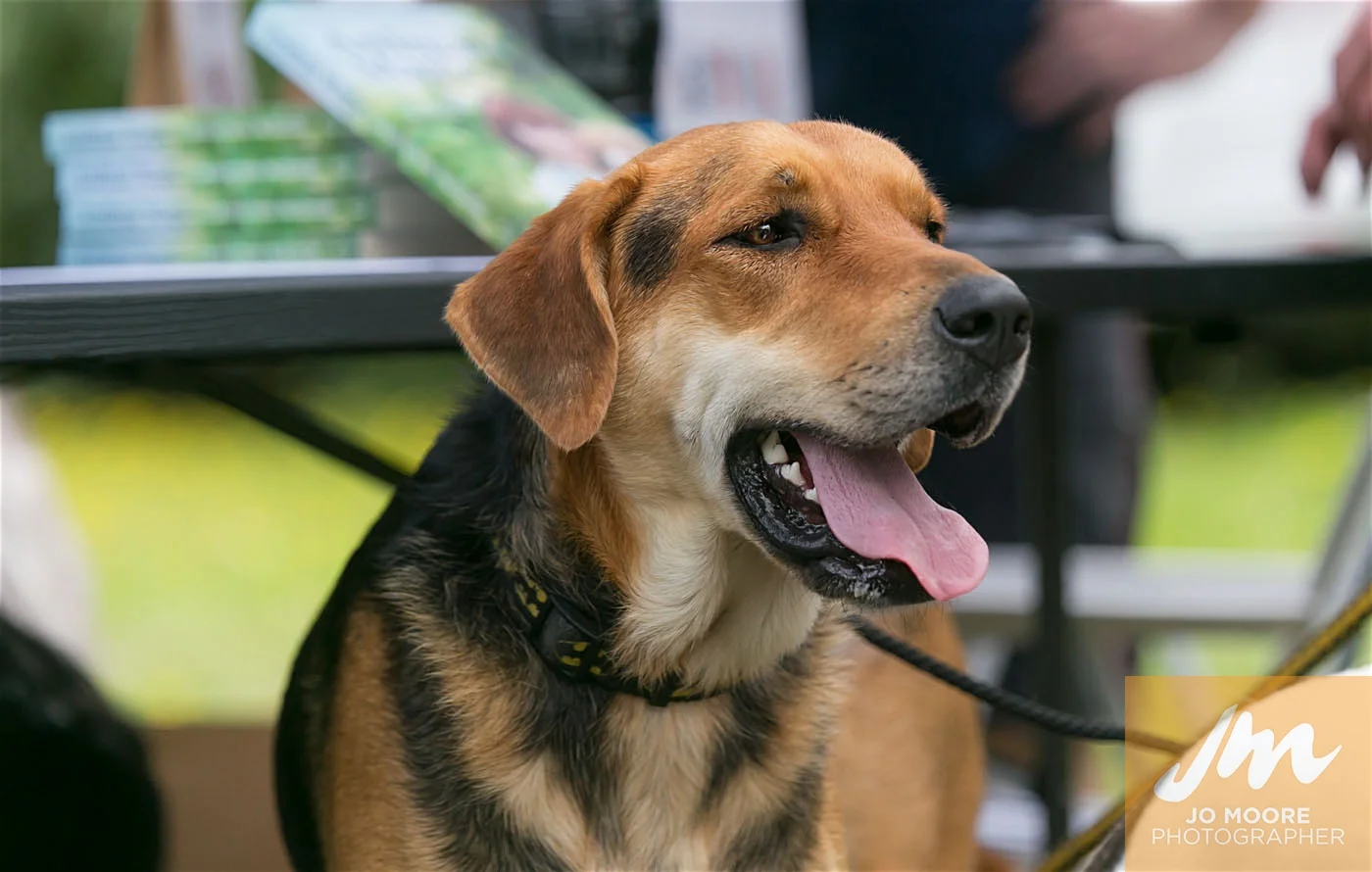 Paws in the Park-159.jpg