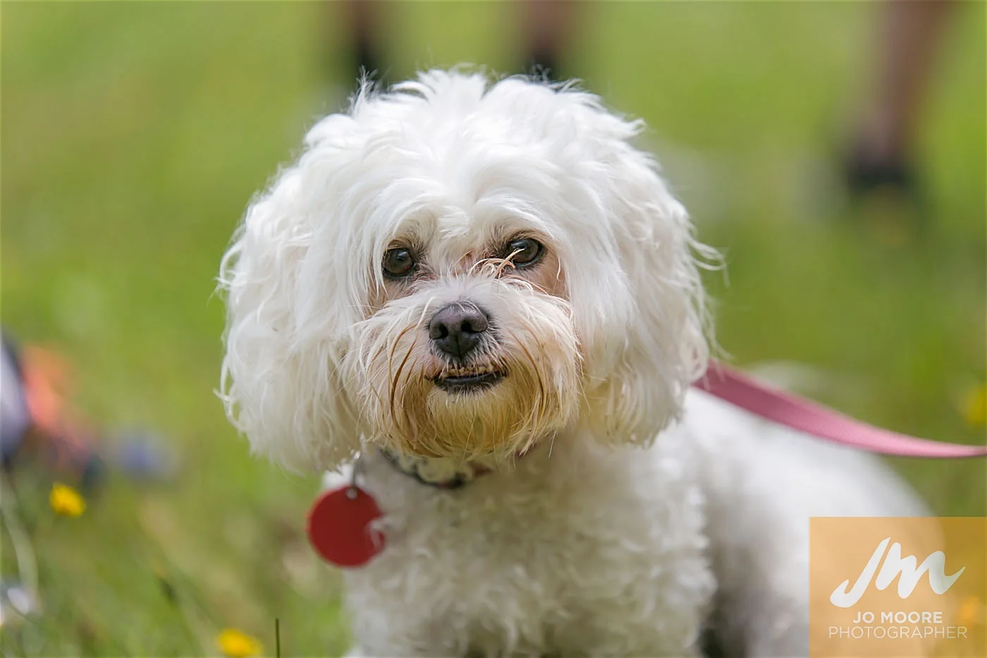 Paws in the Park-162.jpg