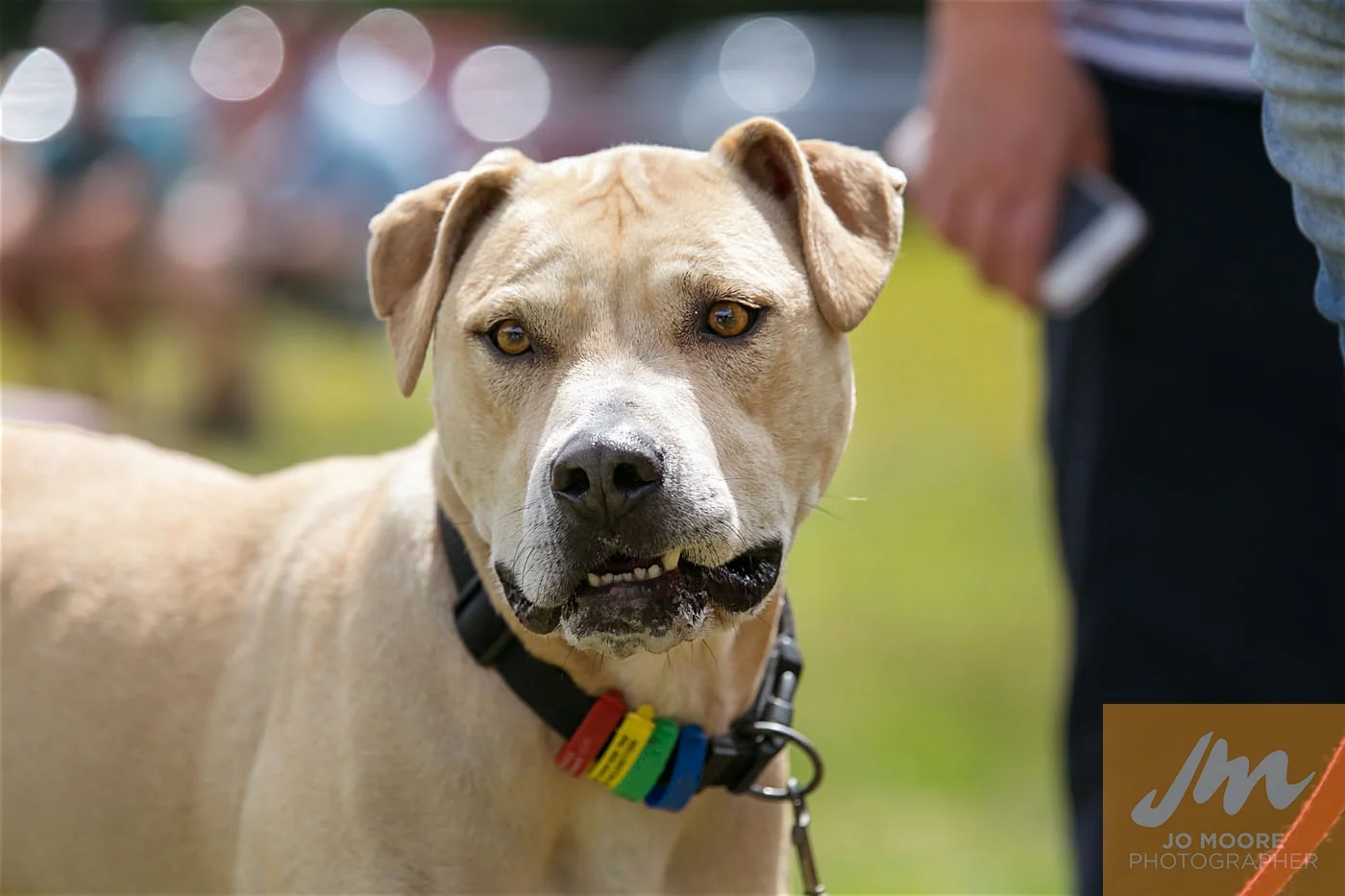 Paws in the Park-167.jpg