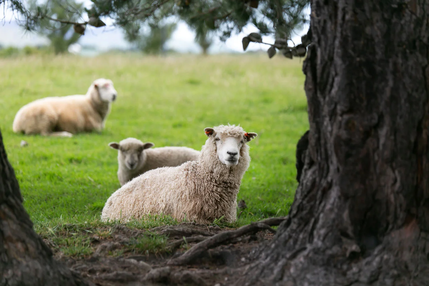 Caitlin and Dan-204.jpg