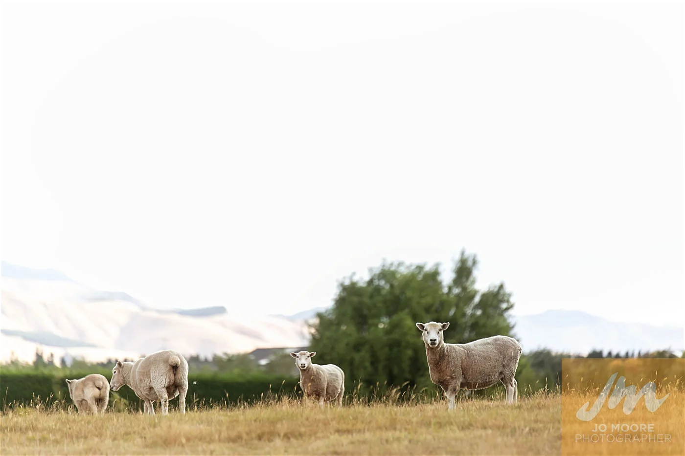 Amanda and Steven-1048.jpg