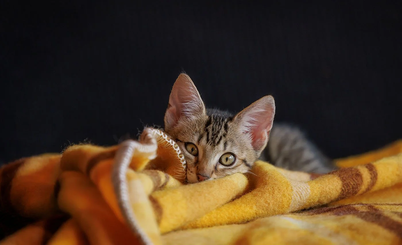 tabby-kitten-wellington-cat-photography.jpg