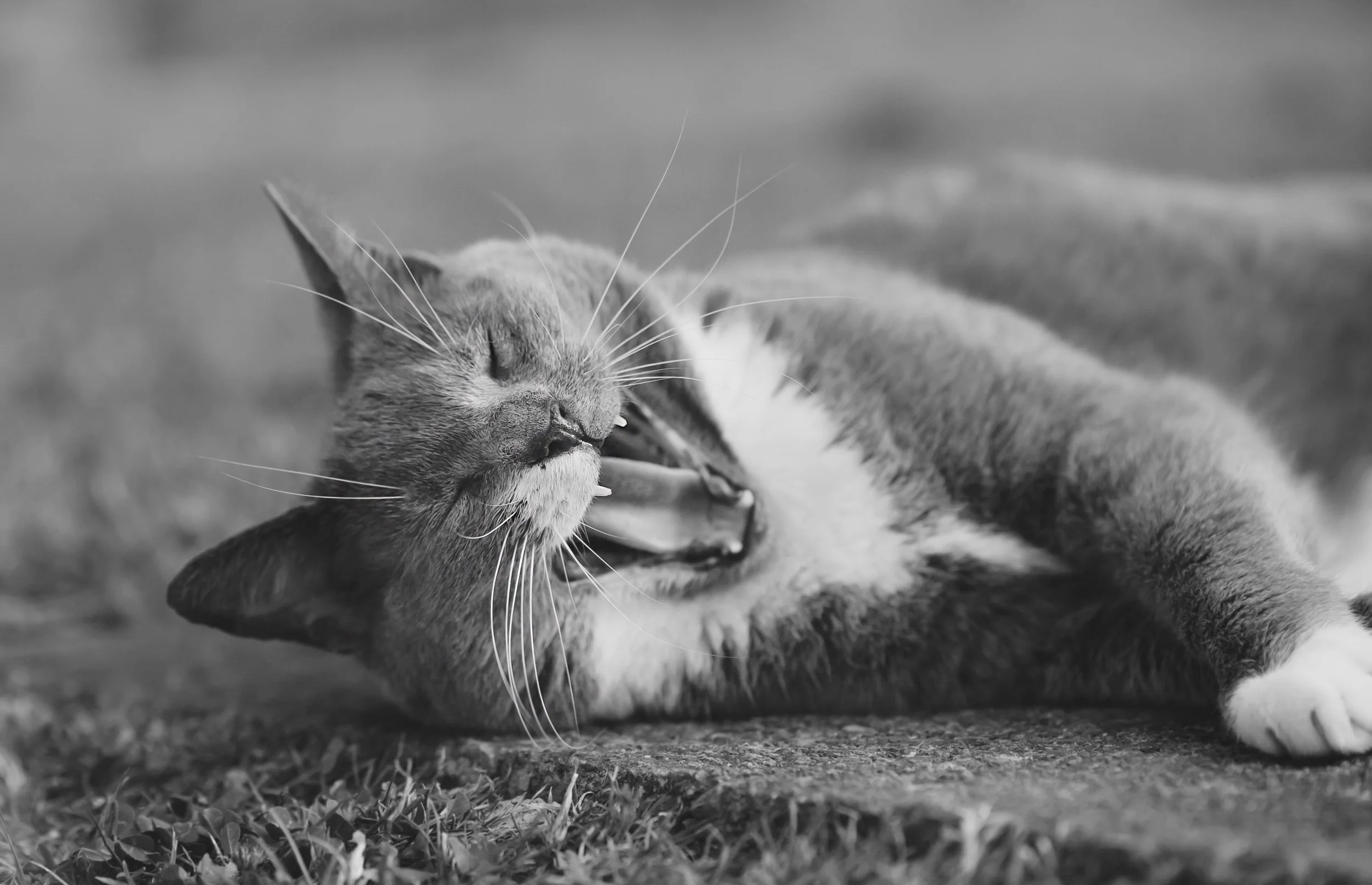yawning-cat-photography-wellington.jpg