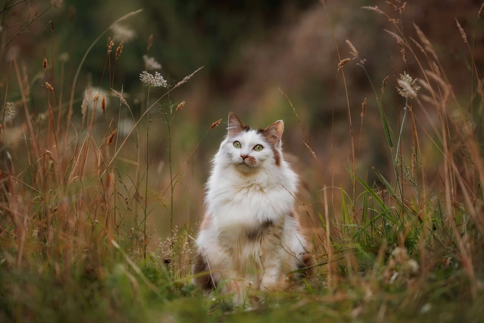 cat-photography-wellington-newzealand.jpg