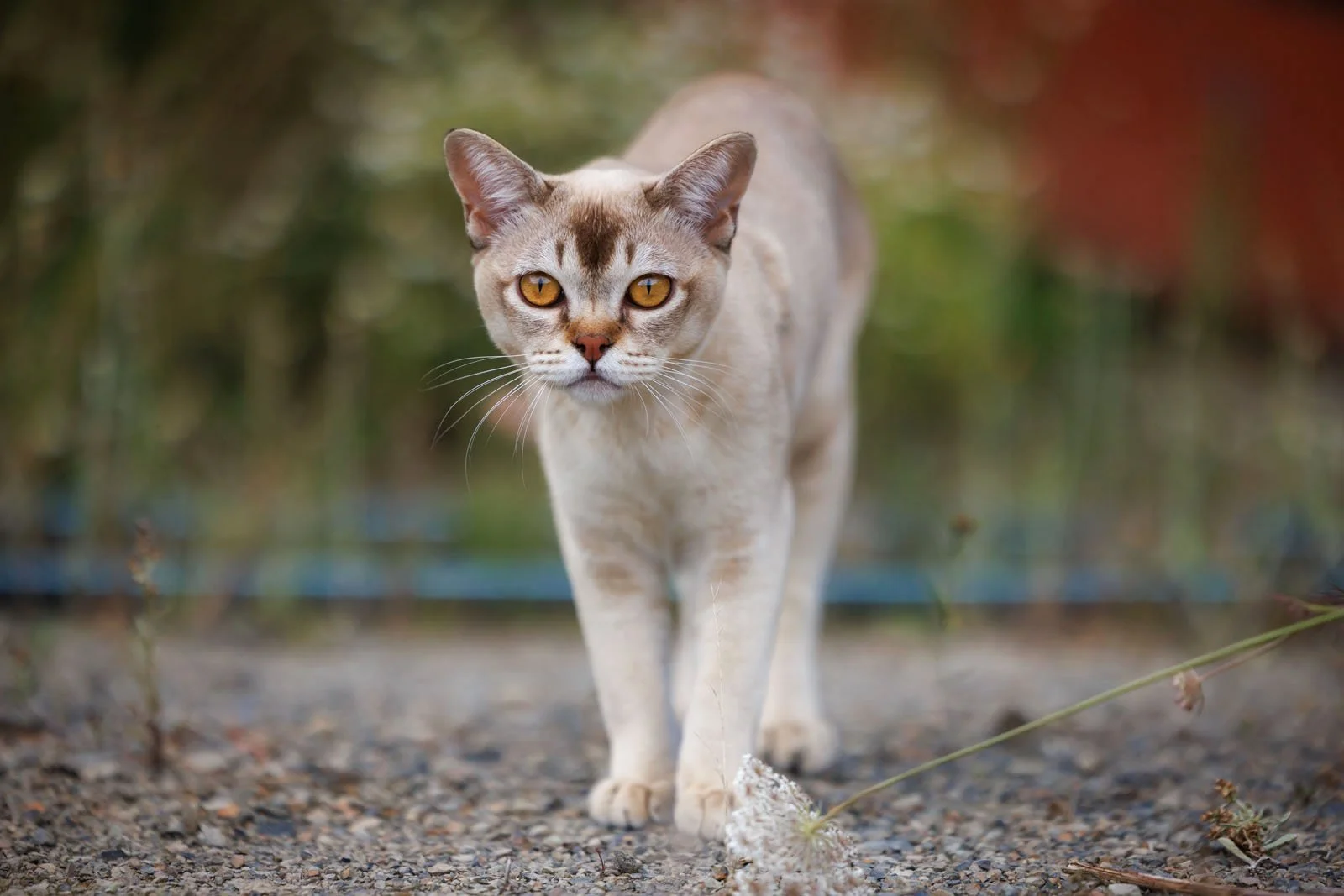 burmese-cat-portraits-wairarapa.jpg