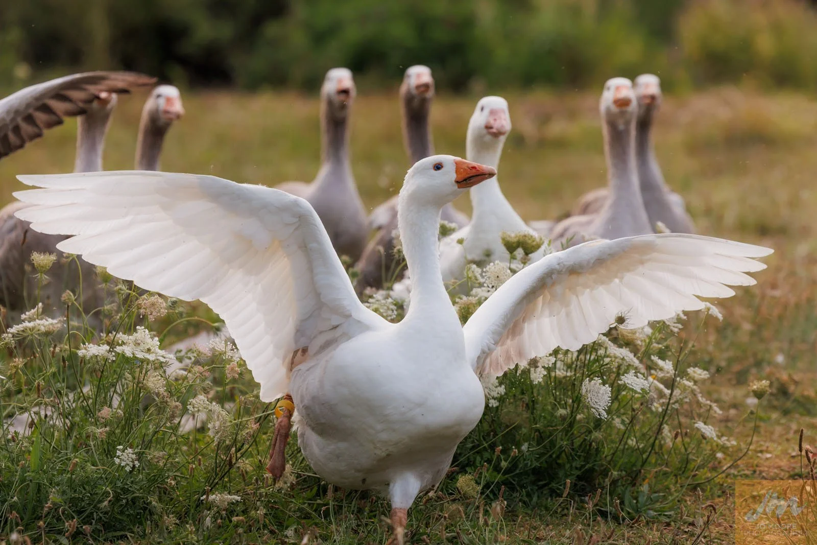 geese-wairarapa-photography.jpg