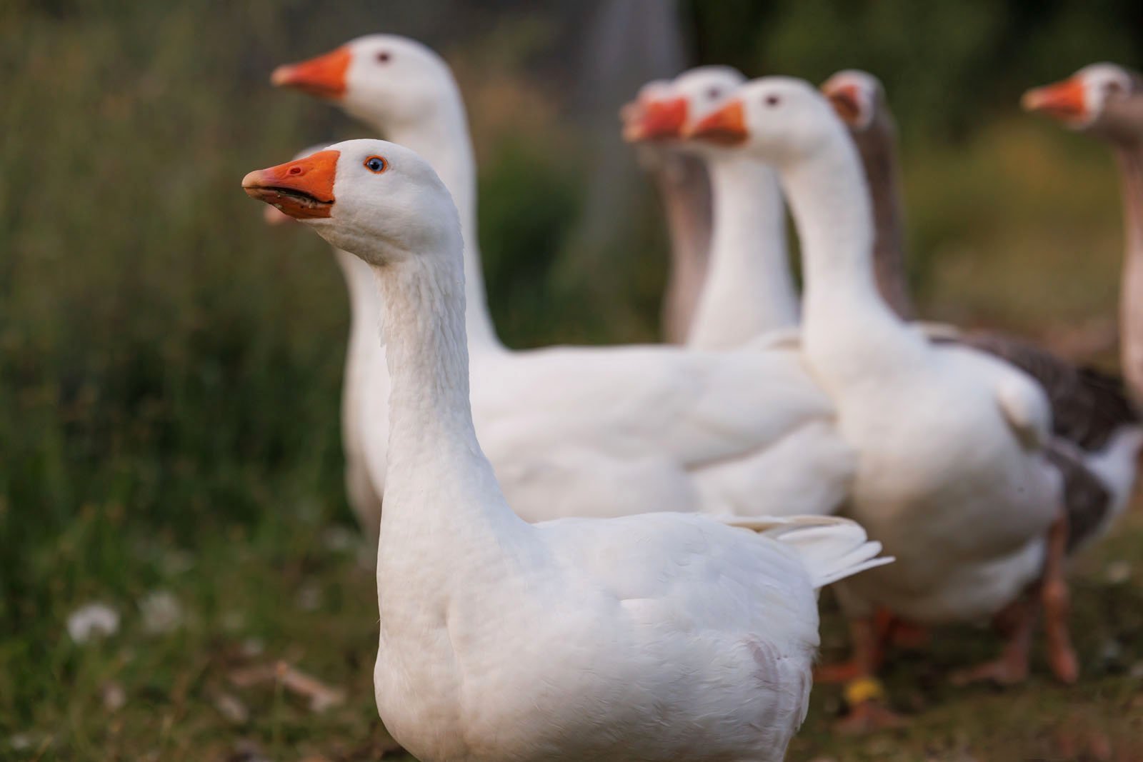 goose-pet-photography.jpg
