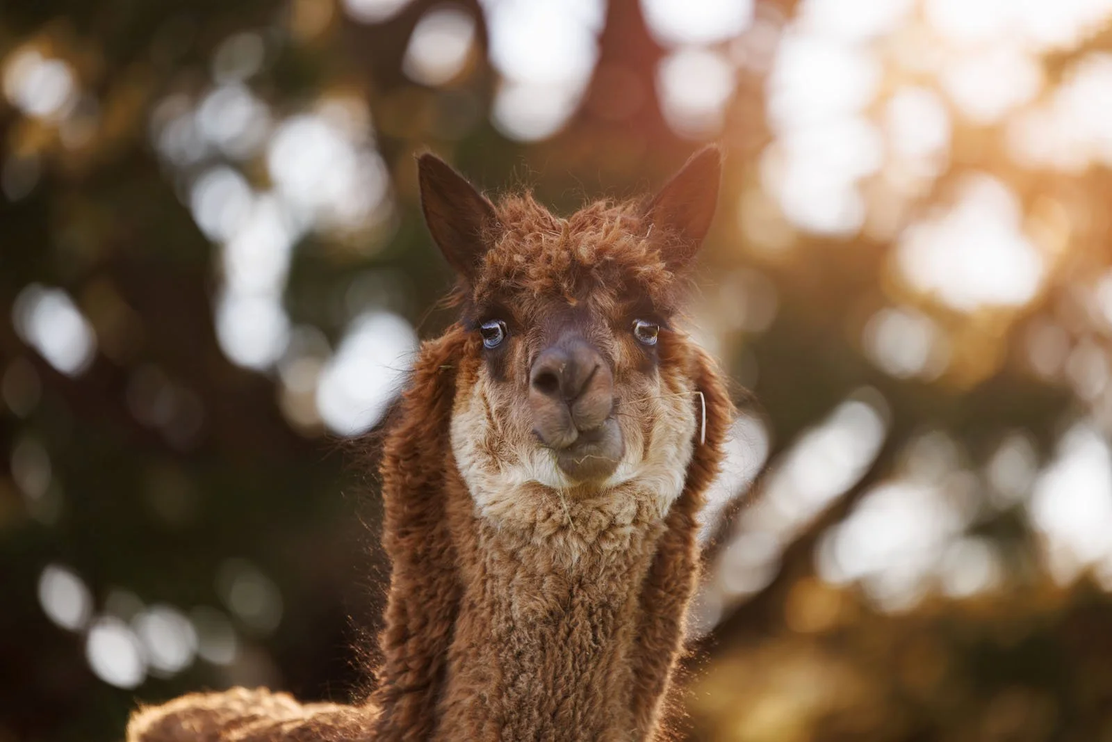alpaca-pet-photography.jpg