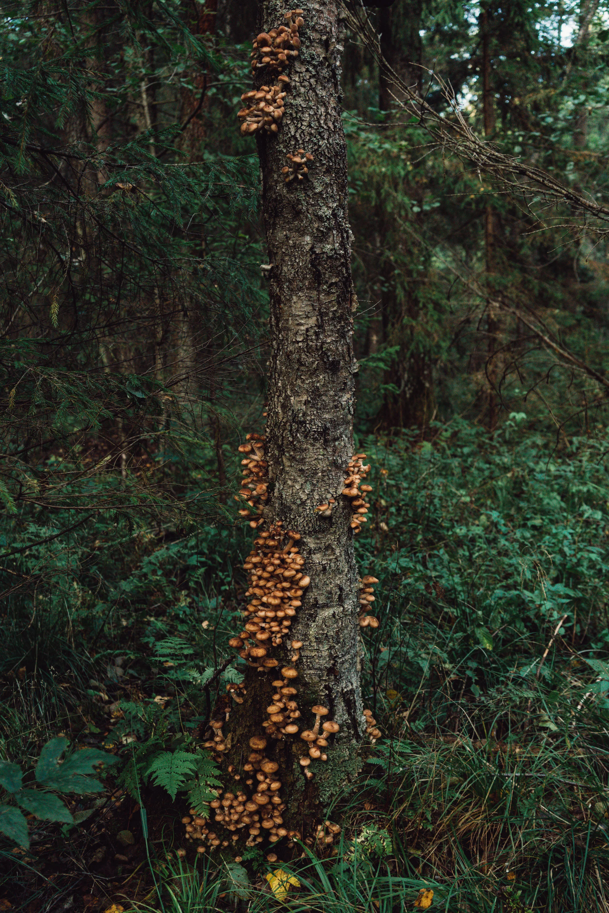 Honey Mushrooms on a decaying birch.