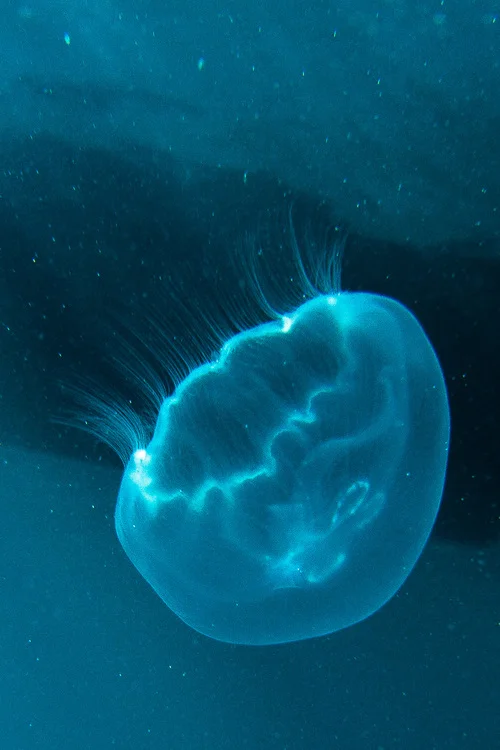 Jelly+Ghost.jpeg