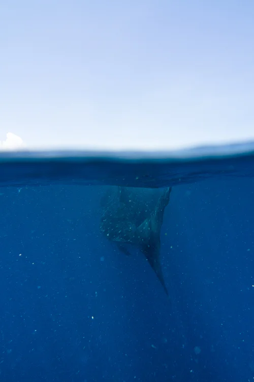 Whale+Tail.jpeg