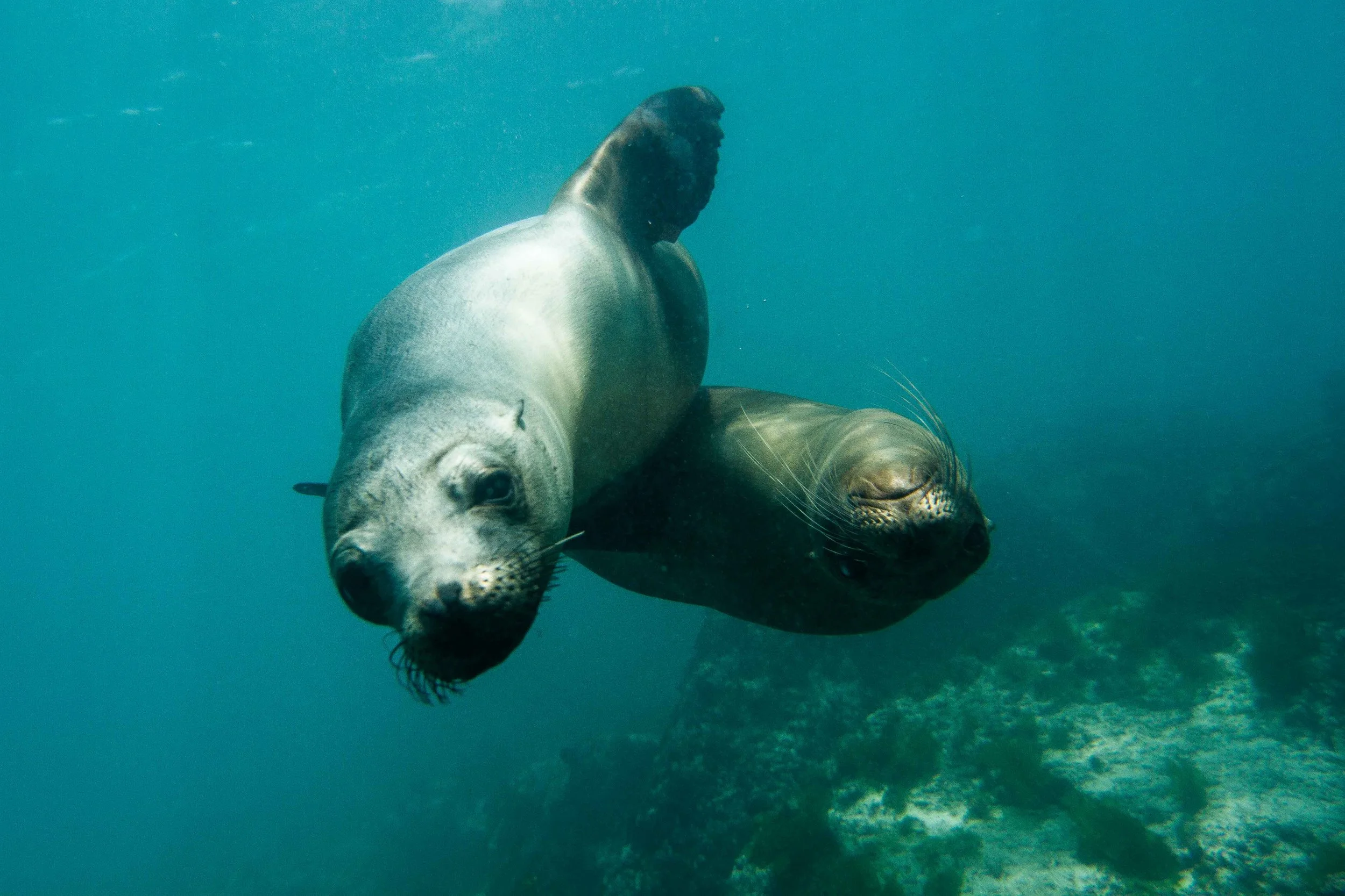 Galapagos-9.jpg