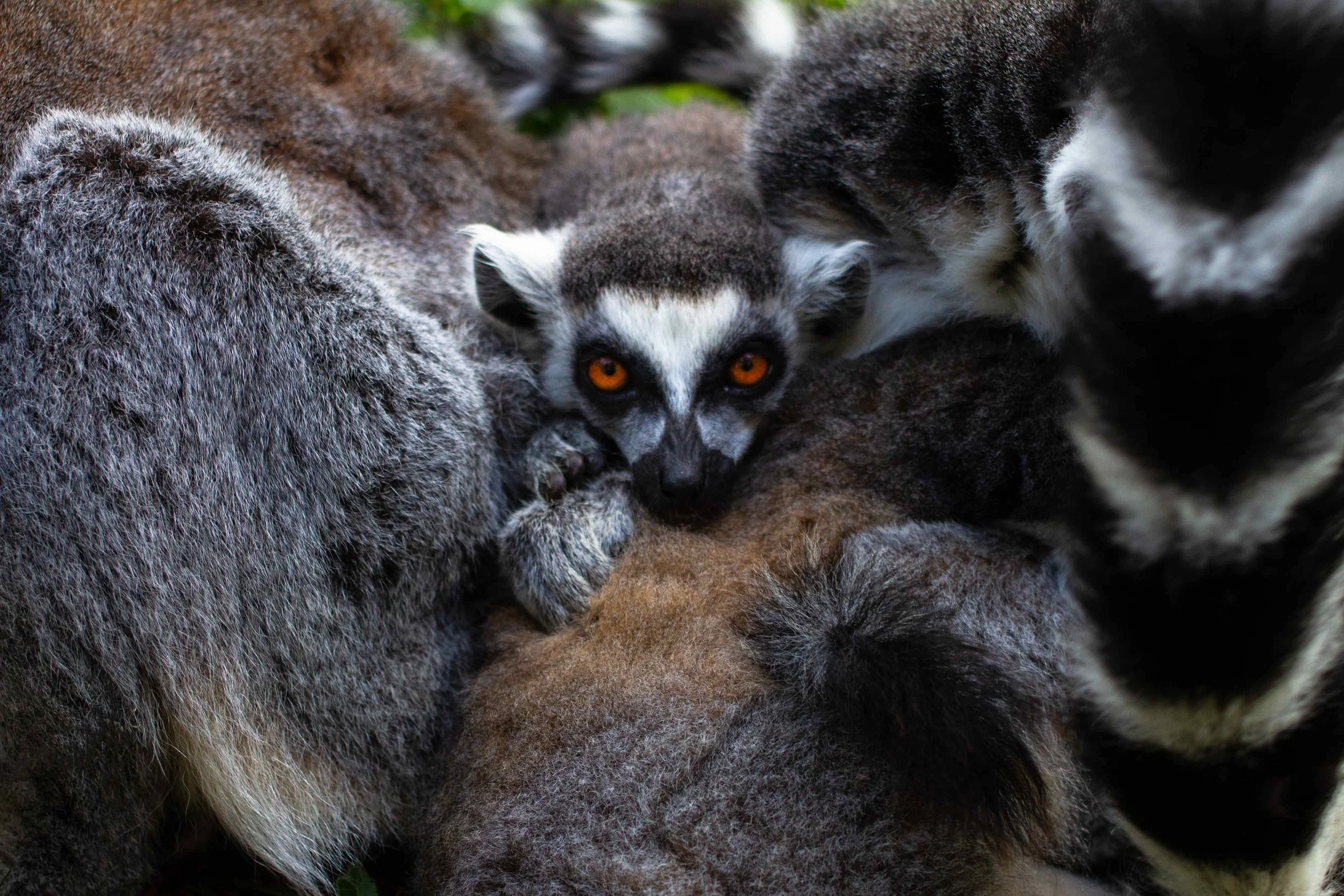 Lemur Pile
